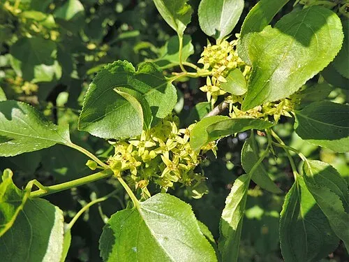 Rhamnus costata