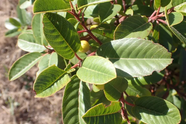 California buckthorn
