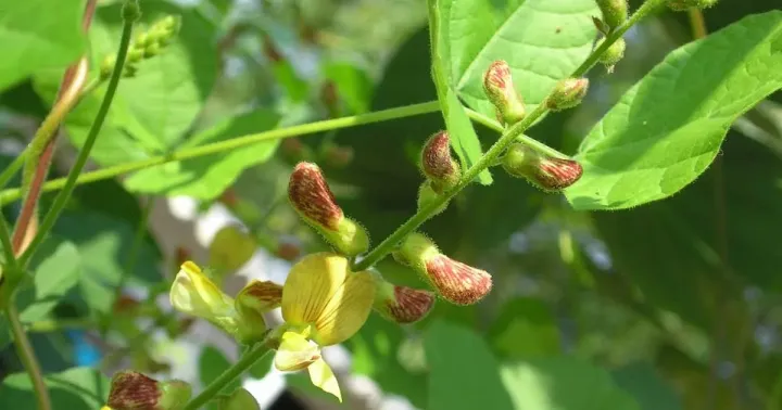Sticky rhynchosia