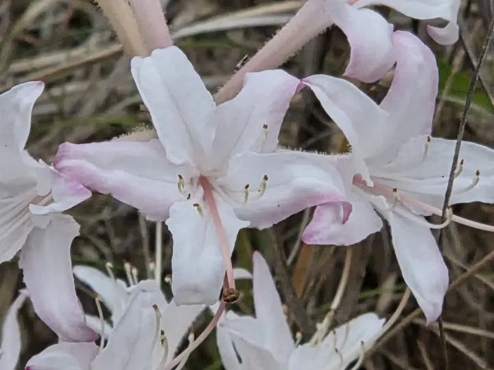 Atlantic rhododendron