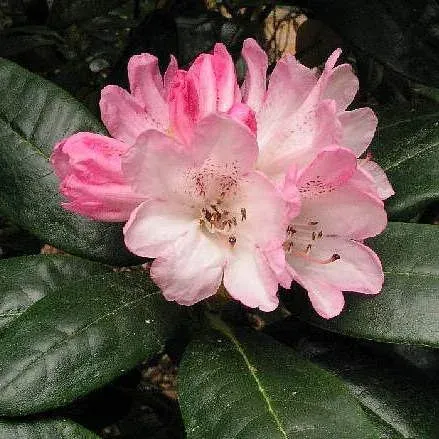 Clementine rhododendron