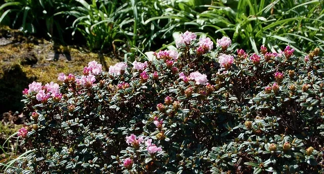 Rhododendron cephalanthum