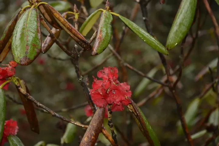 Shining rhododendron