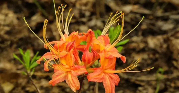 Oconee azalea