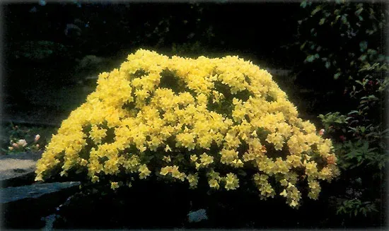 Рододендрон Ханса