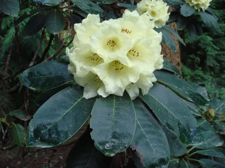 Milk rhododendron