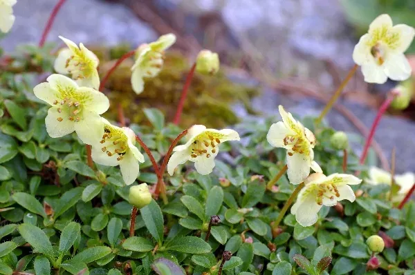 Lowndes' rhododendron