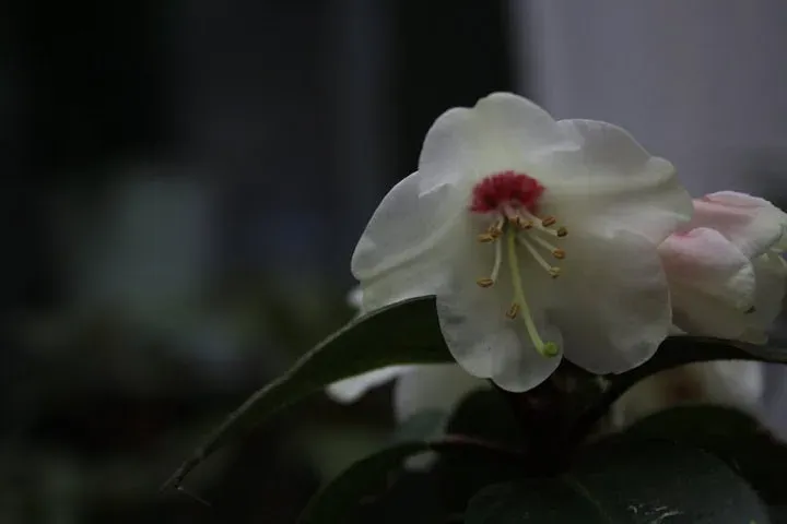 Рододендрон міагрум