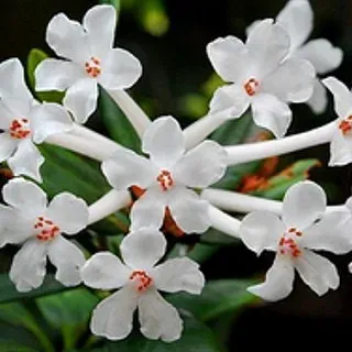 Tagg's Rhododendron