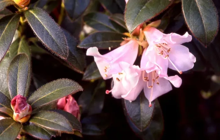 Ciliate rhododendron