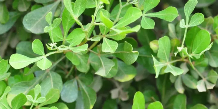 Searsia undulata
