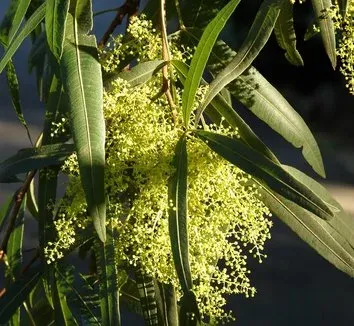 Rhus viminalis