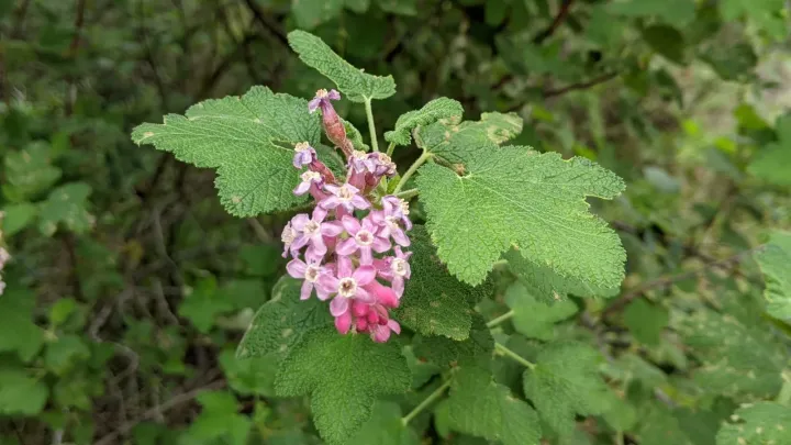 Chaparral currant