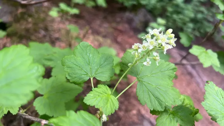Wolf currant