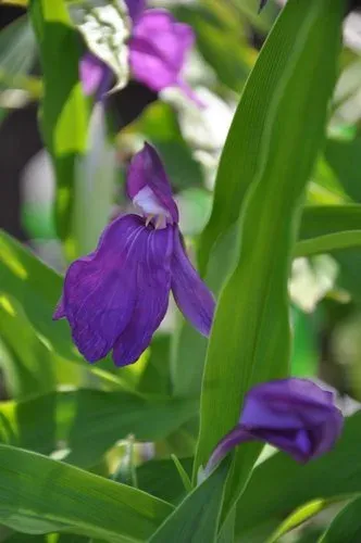 Hume's roscoea