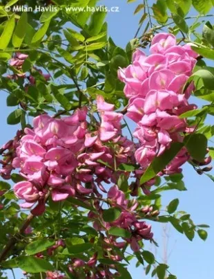 Робиния Славина