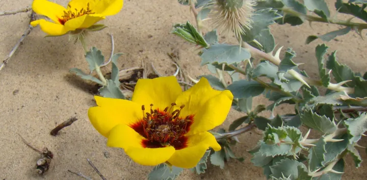 Sulfur rose