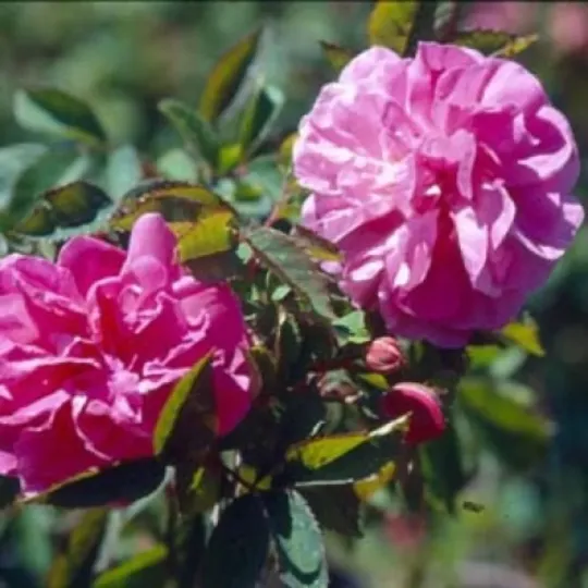 L'Heritier's Rose
