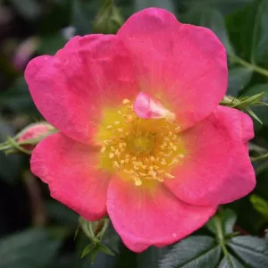 Penzance Rose