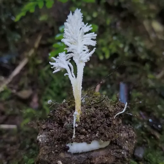 Paecilomyces tenuipes
