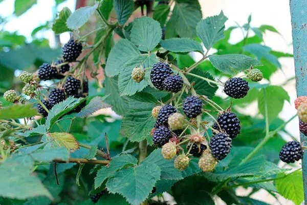 Common blackberry