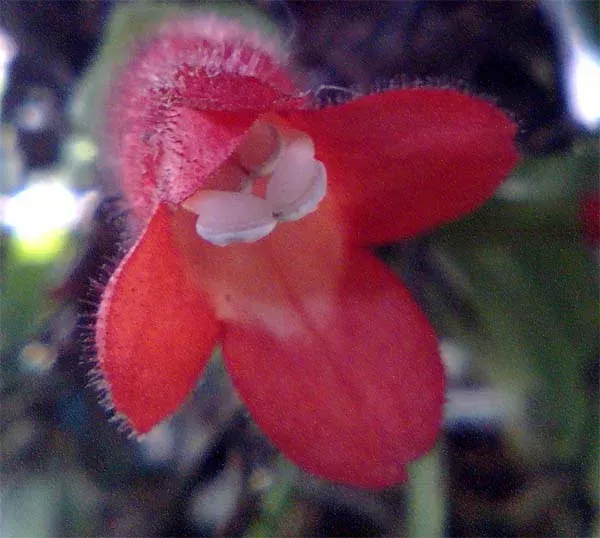 Aeschynanthus parvifolius