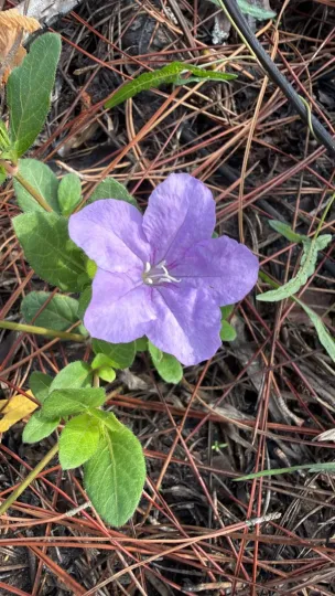 Carolina wild petunia
