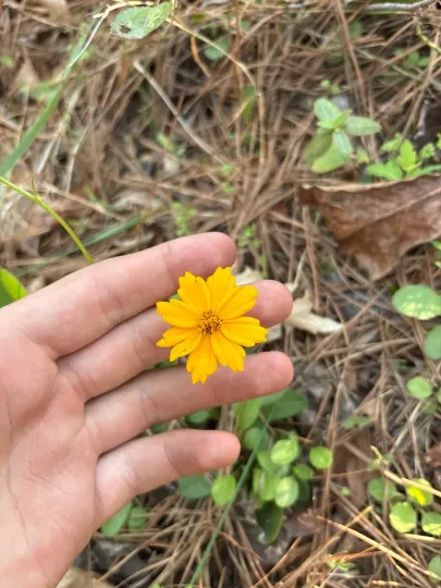 Coreopsis auriculata x lanceolata