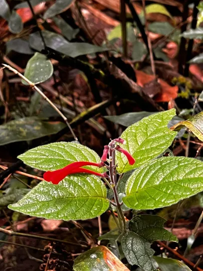 Cinnabar sage