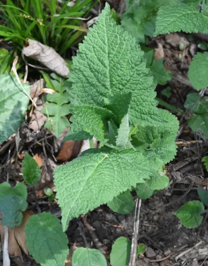 Sticky sage