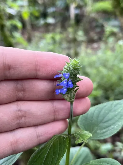 Salvia hyptoides