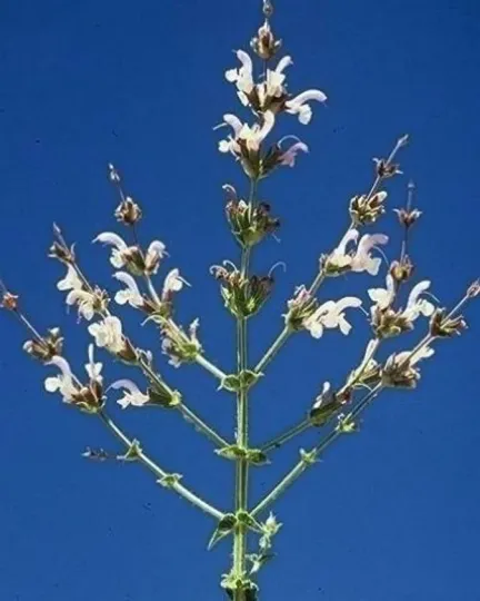 Palestinian sage