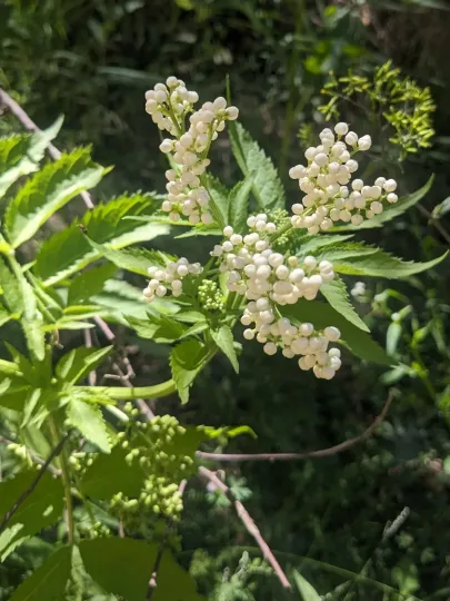 White Elderberry