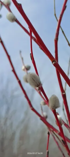 Violet willow