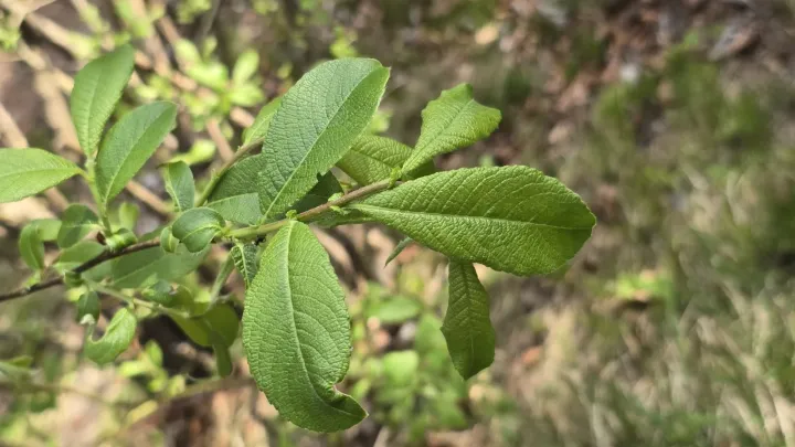 Large-leaved willow