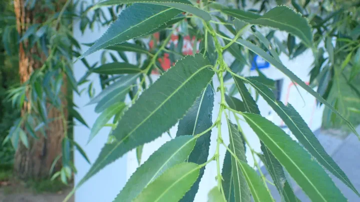 Salix euxina
