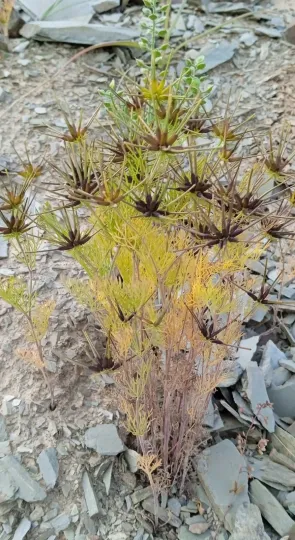 Scandix stellata