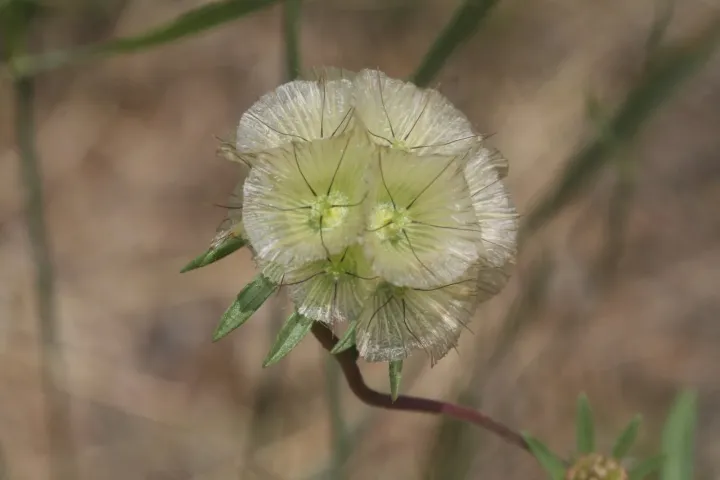 Scabiosa rotata