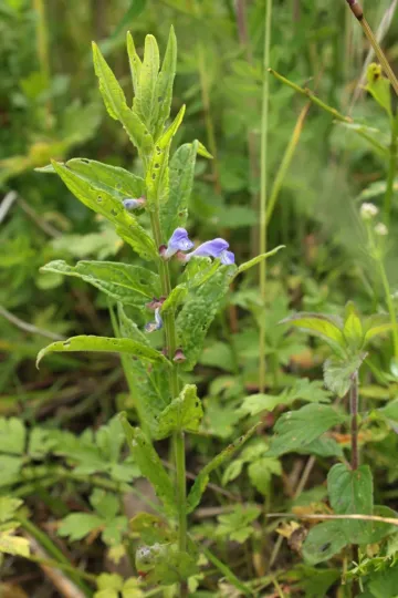 Marsh skullcap