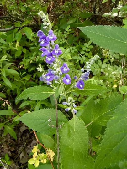 Skullcap