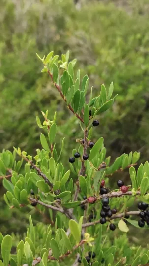 Schinus polygama