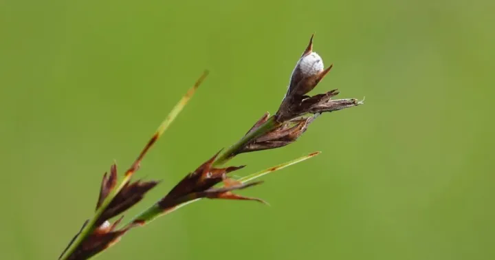 Scleria purpurascens