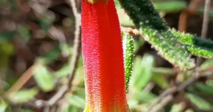 Коррея двуцветная
