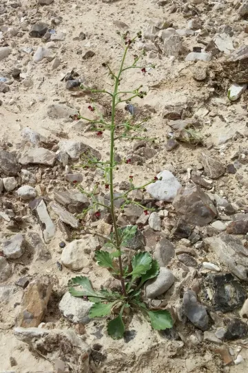Desert figwort