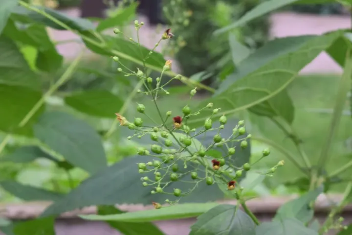 Maryland figwort