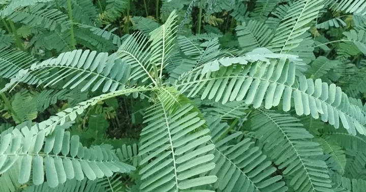 Sesbania speciosa