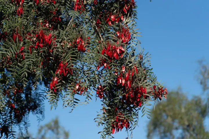 Schinopsis lorentzii