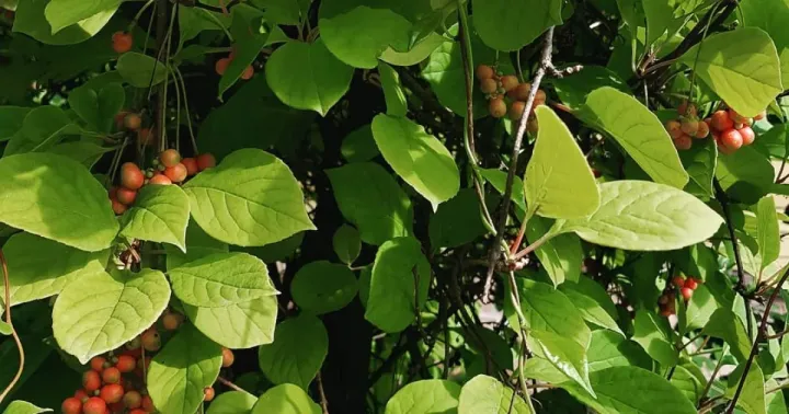 Henry's Schisandra