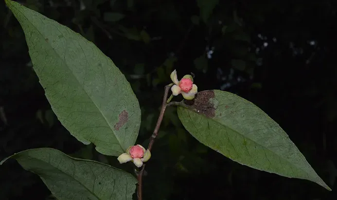 Schisandra propinqua