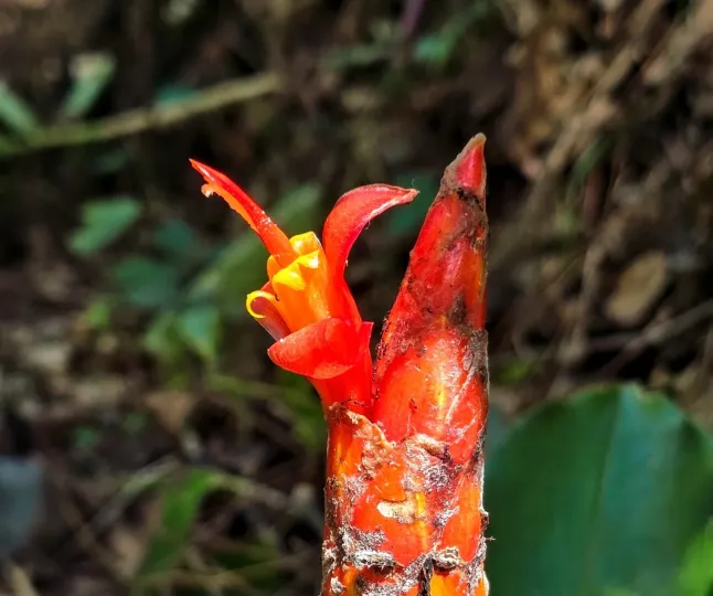 Costus pulverulentus